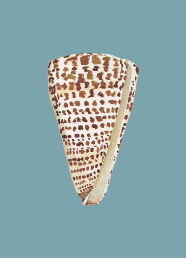 Shell Prints by Catherine Cartie 5x7