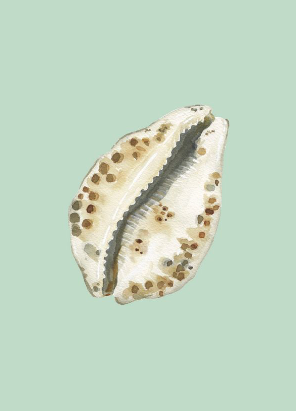 Shell Prints by Catherine Cartie 5x7
