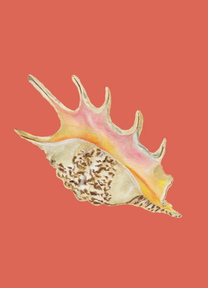 Shell Prints by Catherine Cartie 5x7