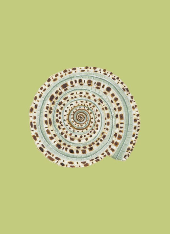 Shell Prints by Catherine Cartie 5x7