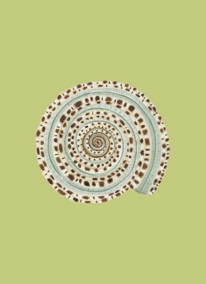Shell Prints by Catherine Cartie 5x7