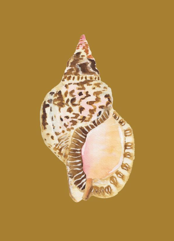 Shell Prints by Catherine Cartie 5x7