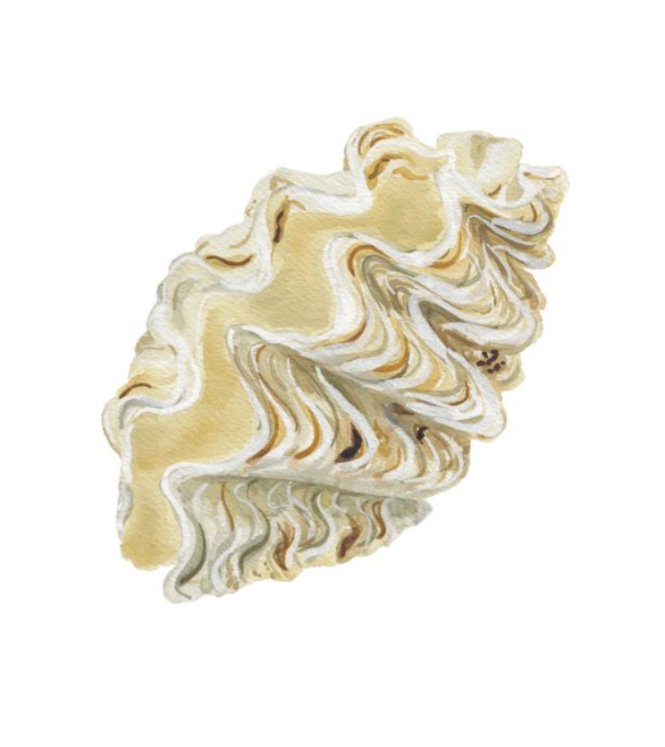 Shell Prints by Catherine Cartie 8x10