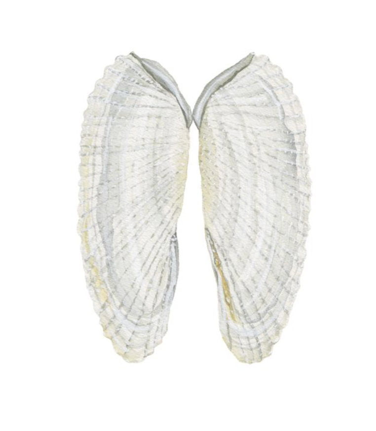 Shell Prints by Catherine Cartie 8x10