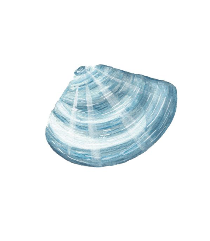 Shell Prints by Catherine Cartie 8x10