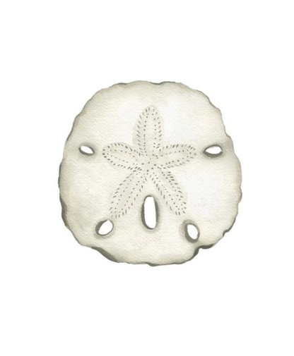 Shell Prints by Catherine Cartie 8x10