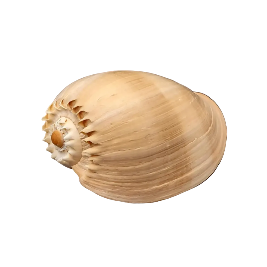 Beige shell on a white background