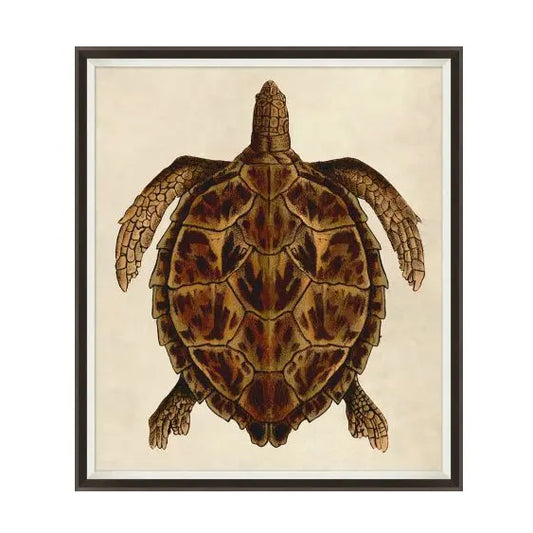 Turtle Print 2