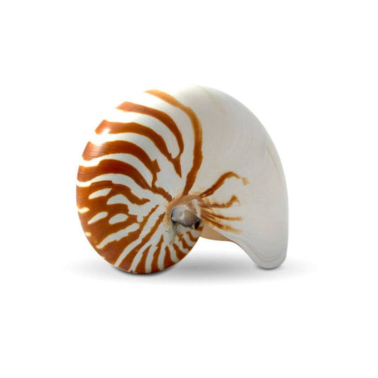 Nautilus Shell
