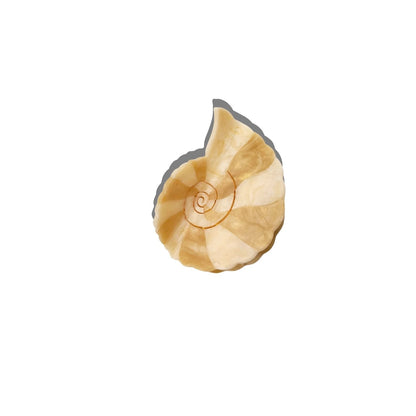 Shell Hair Clip Collection
