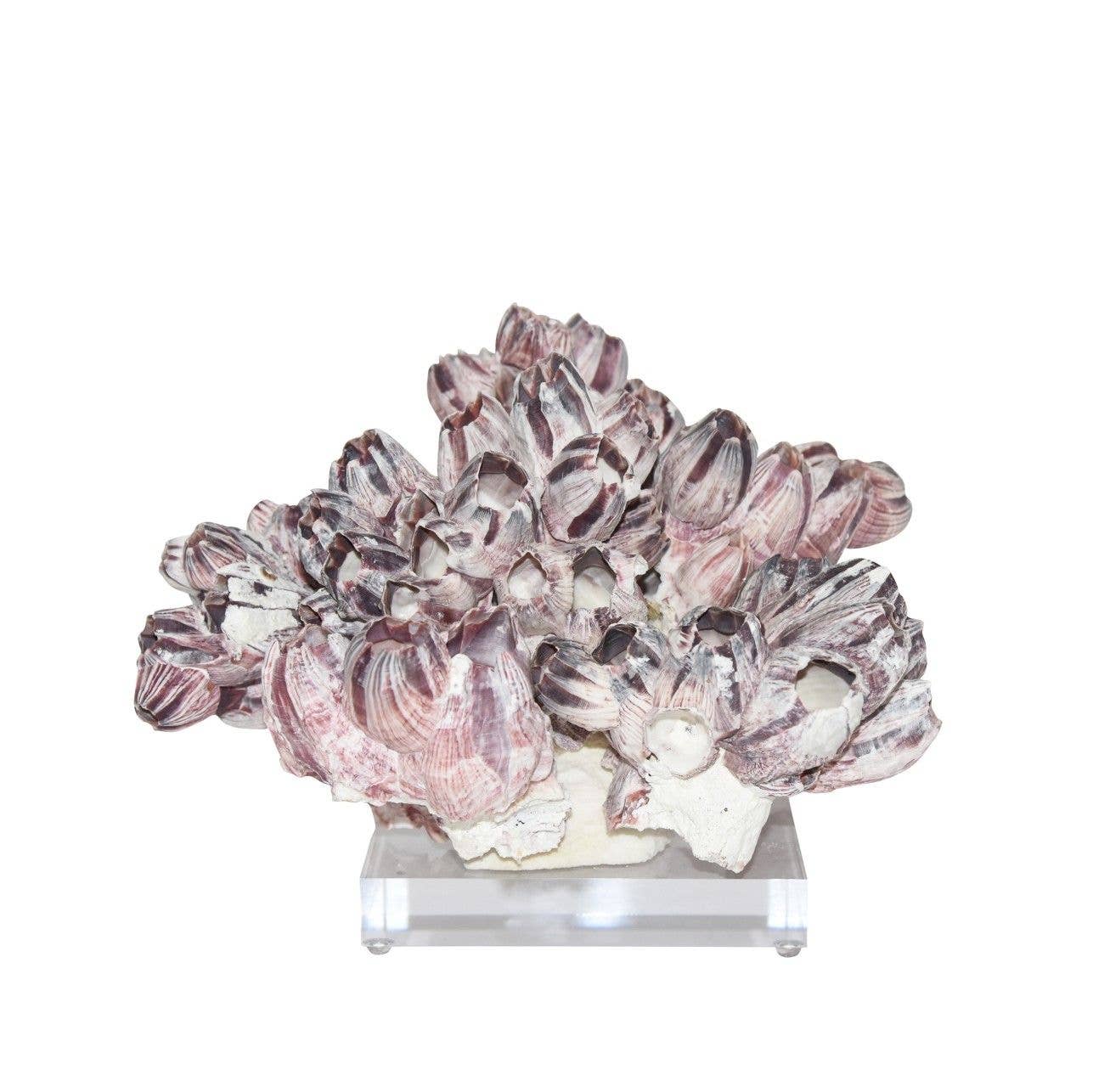 Barnacle Coral 10-12 Inch On Acrylic Base